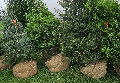Two Norway Spruces