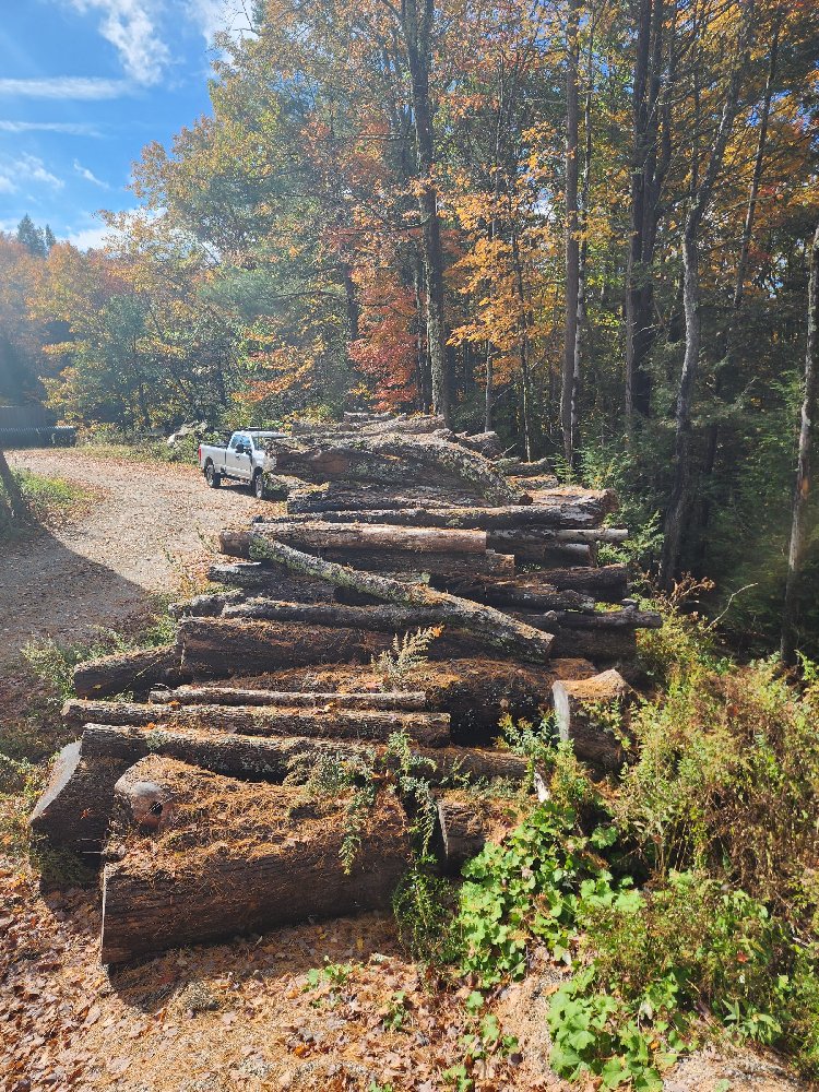 Firewood Logs