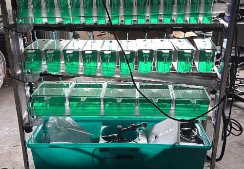 Harrisburg (Quantity One) Zebrafish Housing System